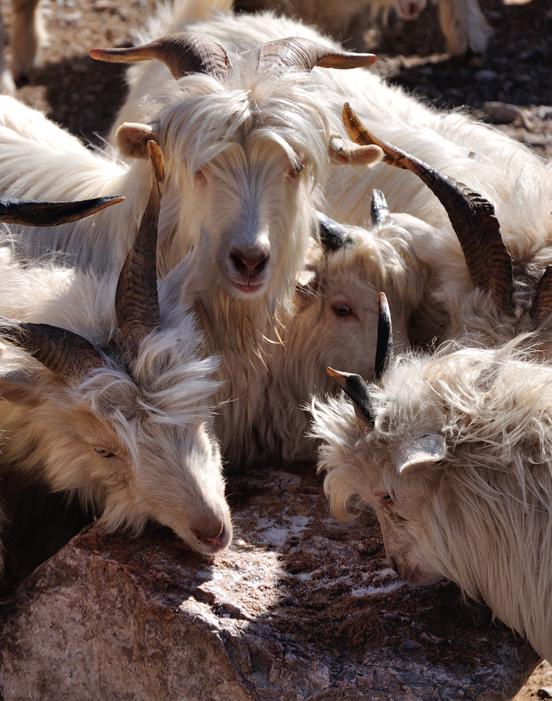 Cashmere Goat for Scottish cashmere