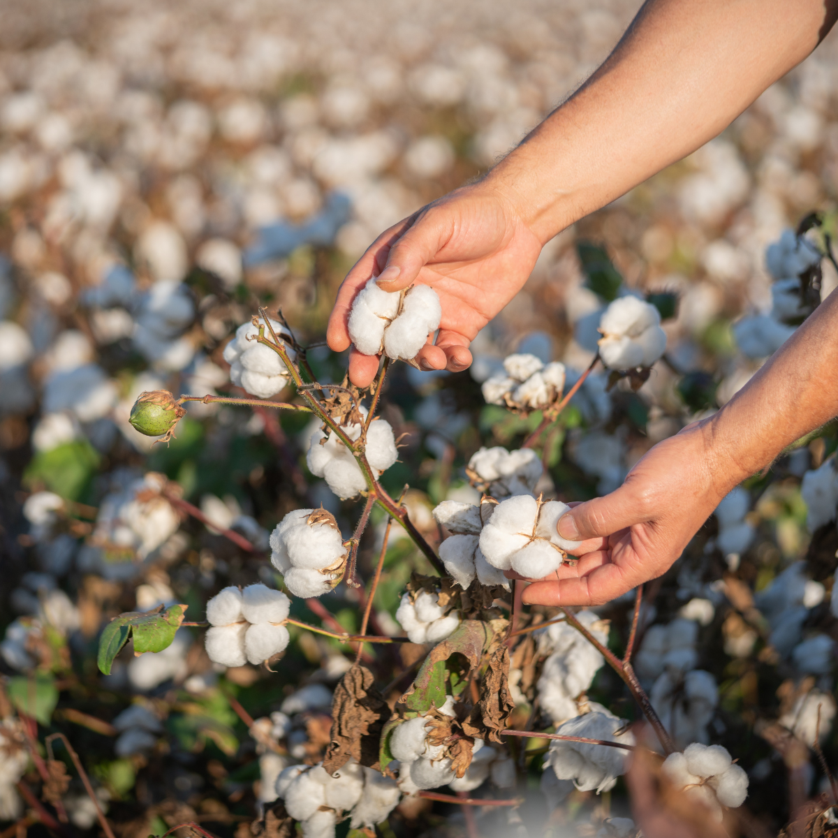 Sustainable cotton