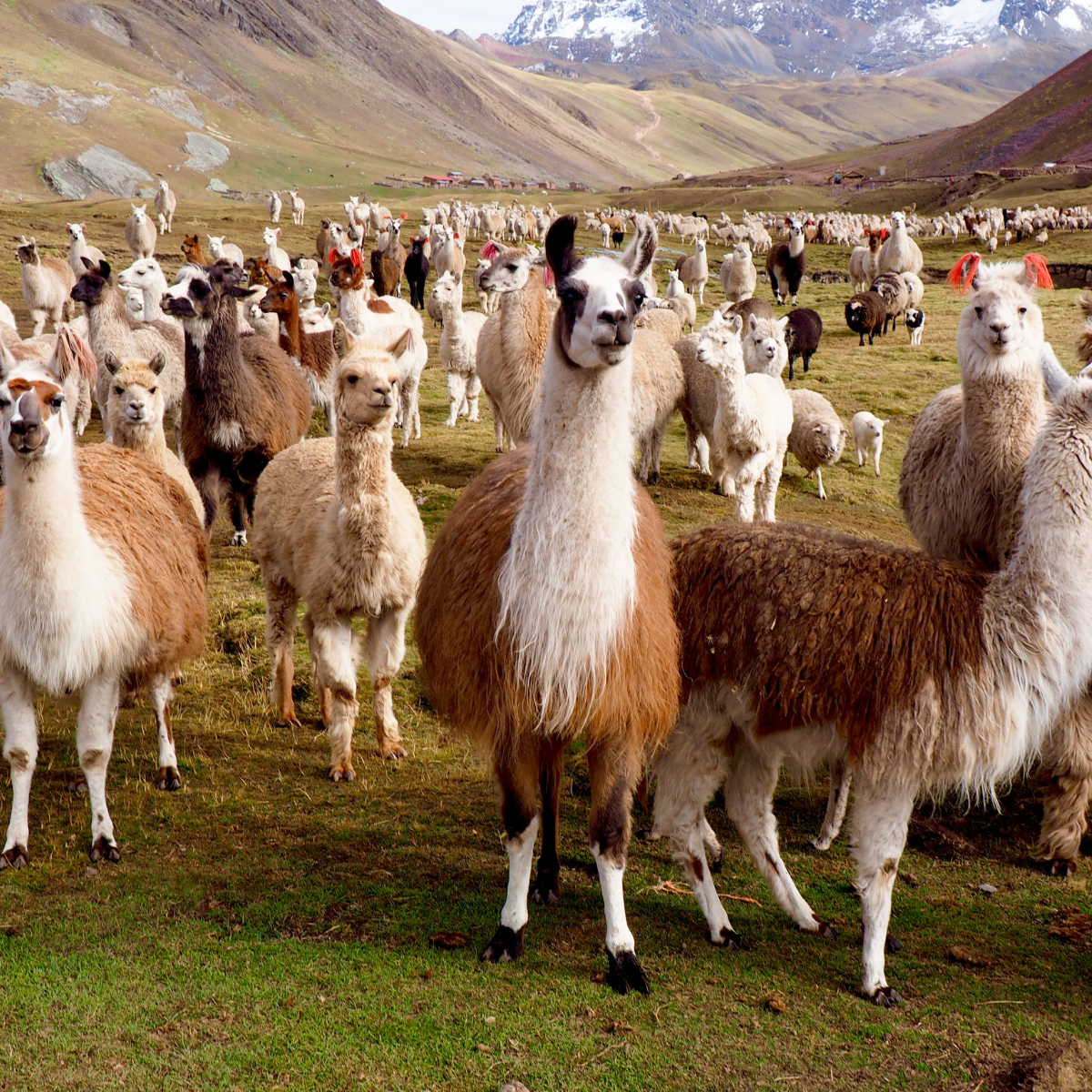 Wild Alpacas in Peru