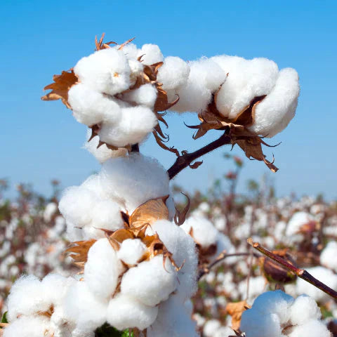 Future of Fabrics