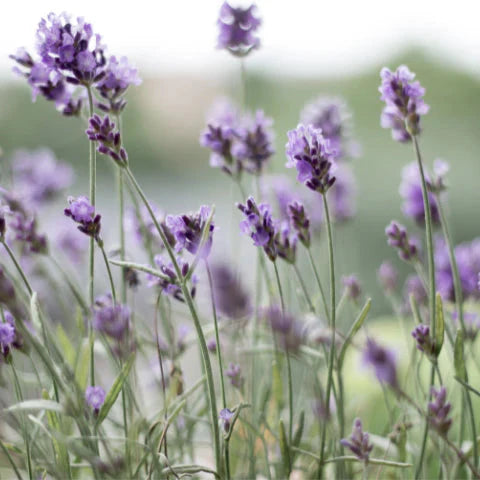 Health Benefits of Lavender