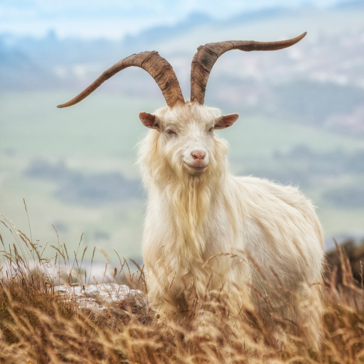 Cashmere Goat for luxury cashmere